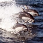 White Sided Dolphins